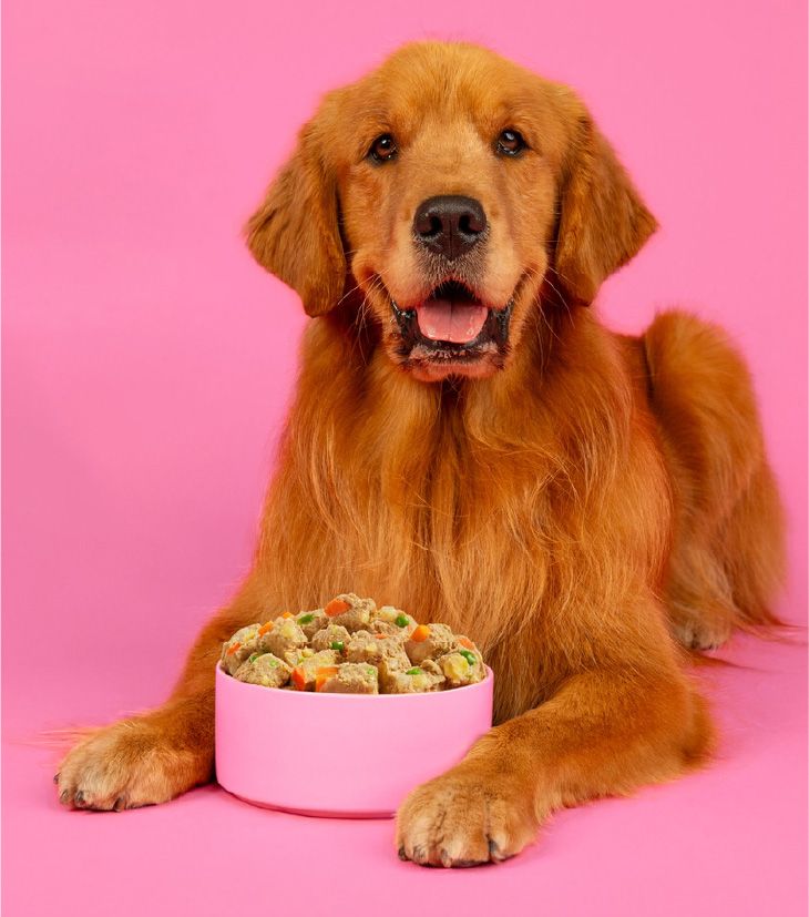 A golden retriever lies on a bright pink background with a pink bowl of Nom Nom Beef 
        & Potato Recipe Scoopable Meal Clusters placed between its front paws. The dog looks 
        directly at the camera with an open-mouth, happy expression, while the bowl shows 
        bite-sized clusters mixed with visible vegetables like peas and carrot pieces.