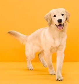 A golden retriever puppy