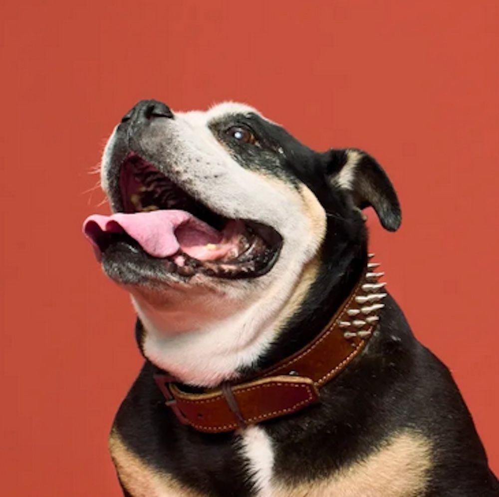 A portrait of a happy dog looking up with a red background