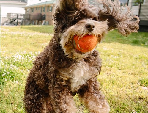 A dog with a ball in its mouth plays in the yard