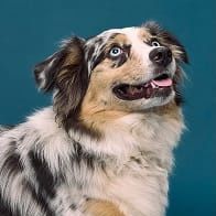Headshot of a happy dog looking up with blue background