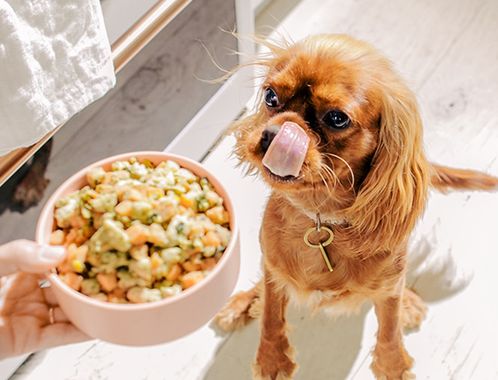 A dog parent feeding a bowl of Nom Nom to her dog